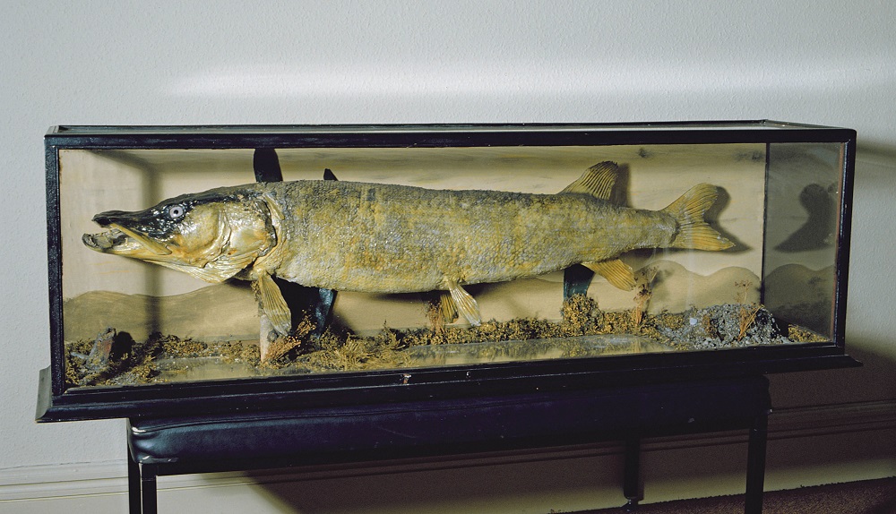 The Dowdeswell Pike