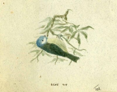 A-Blue-tit-painted-when-Wilson-was-young-undated