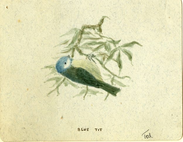 A-Blue-tit-painted-when-Wilson-was-young-undated-625×487