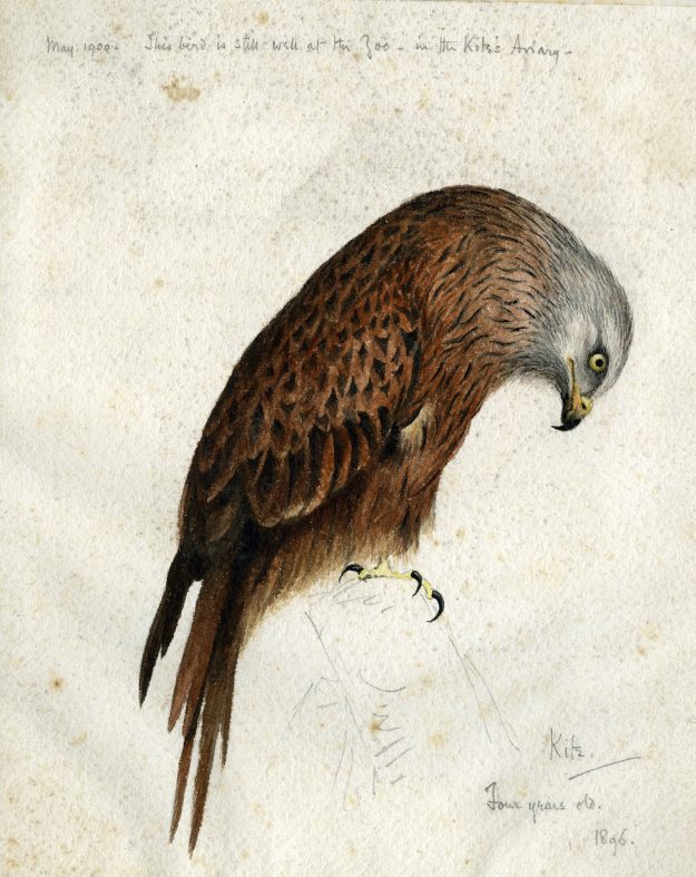 A-kite-1896-625×787
