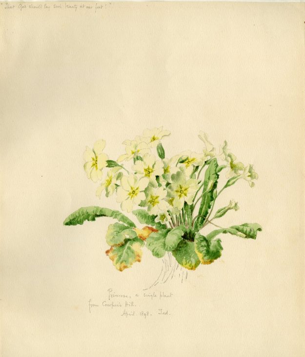A-primrose-at-The-Crippetts-1898-625×732