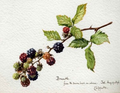 Bramble-August-27-1896-nature-notebooks