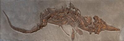 Cast-of-an-ichthyosaur-cropped-2