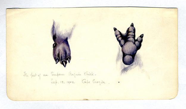 Feet-of-Emperor-Penguin-chick1903-625×367