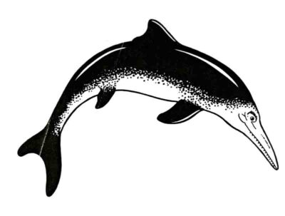 Icthyosaur-Reconstruction
