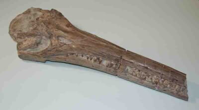 Icthyosaur-Skull