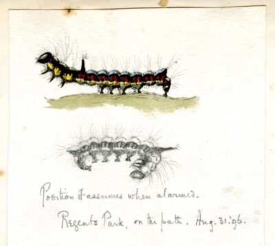 Page-136-Regents-park-Catepillar
