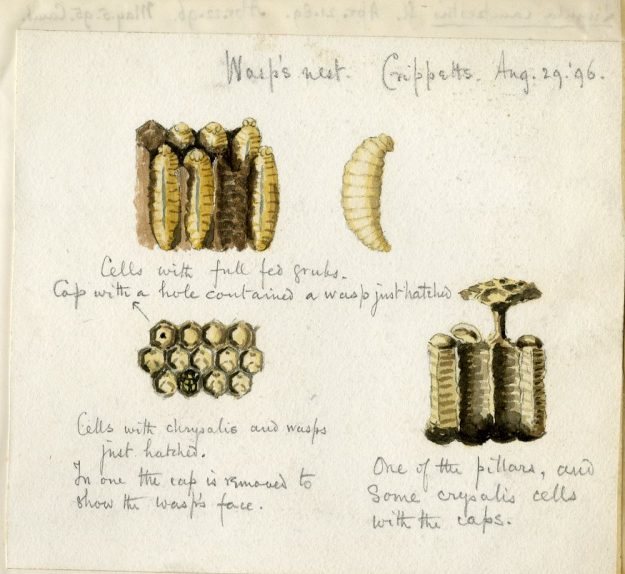 Wasps-nest-at-The-Crippetts-1896-625×574
