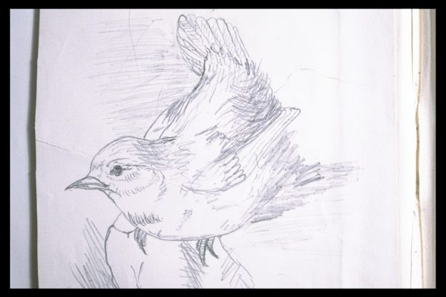 Wren-sketch-1886-625×417