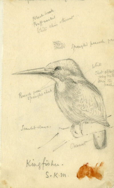 kingfisher-fc-300dpi